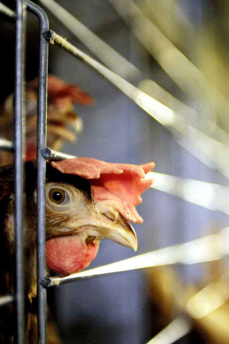 Guide to chicken road spiel